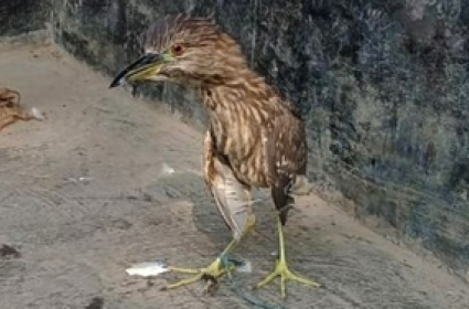 China identifies tagging site of heron found in Imphal